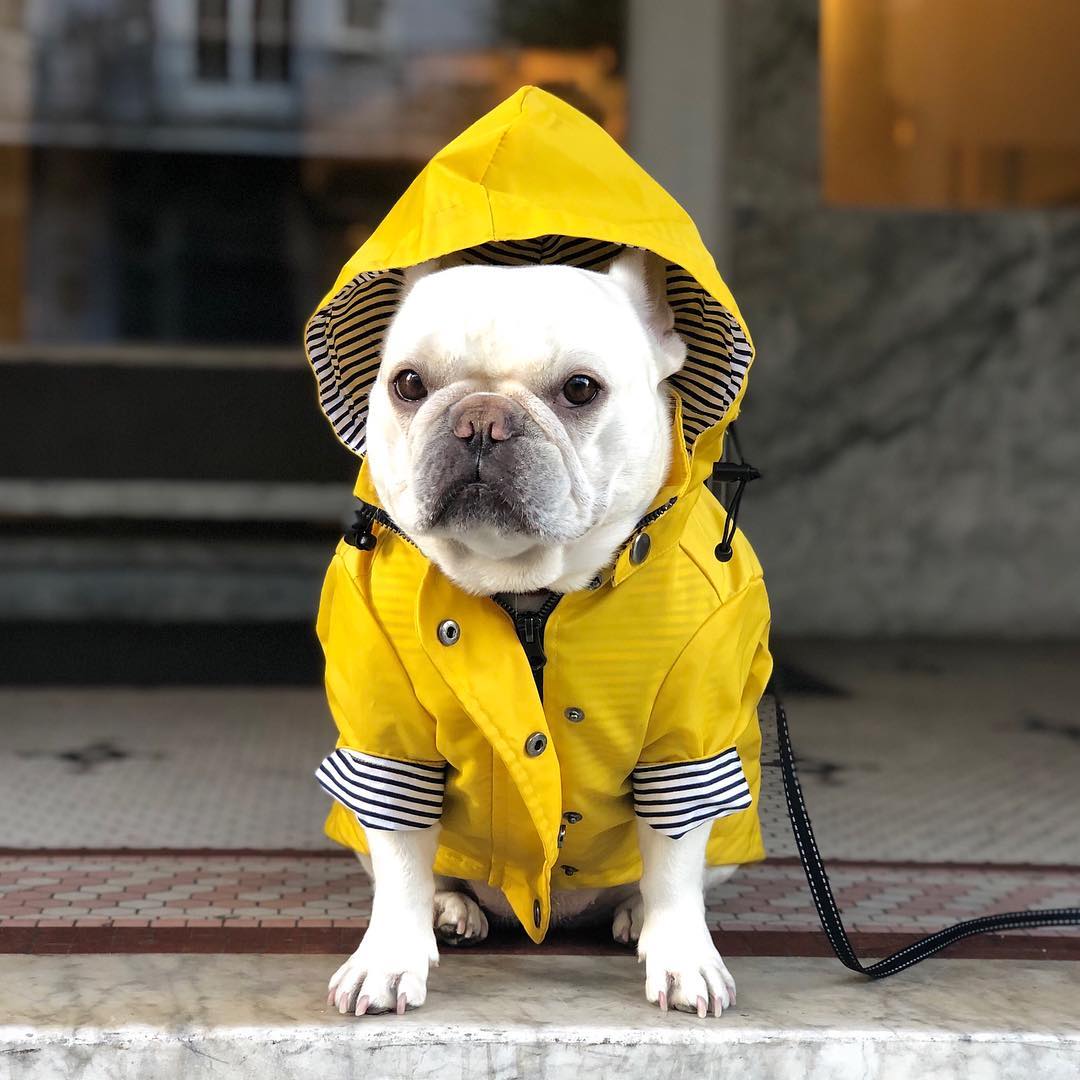 Waterproof Pet Raincoat Durable Protective Clothing