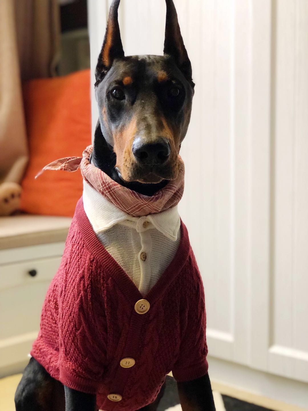 Fake Two Piece Pet Cardigan Large Clothing Sweater