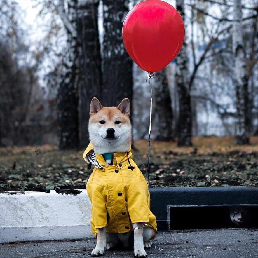 Waterproof Pet Raincoat Durable Protective Clothing
