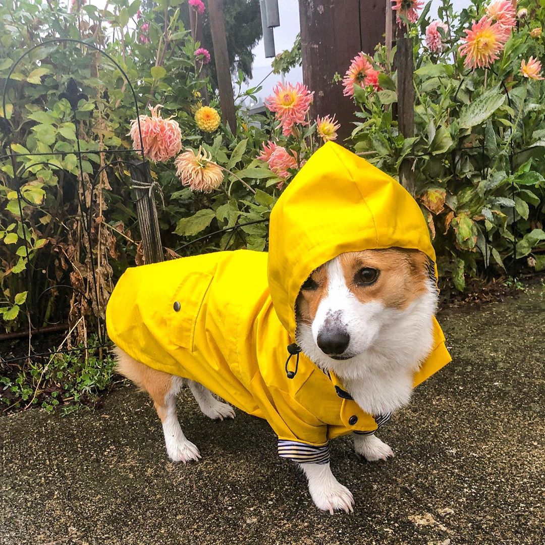 Waterproof Pet Raincoat Durable Protective Clothing