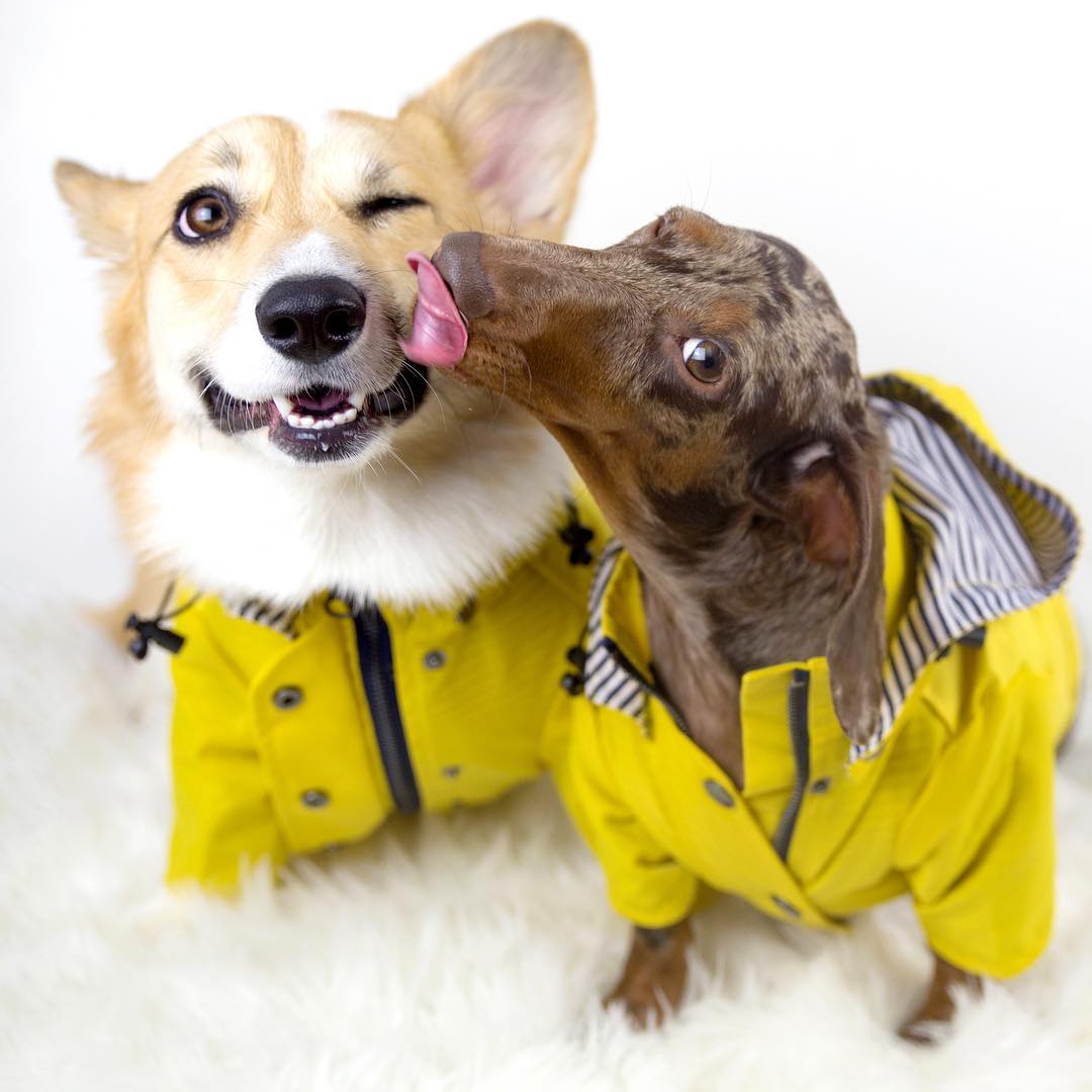 Waterproof Pet Raincoat Durable Protective Clothing
