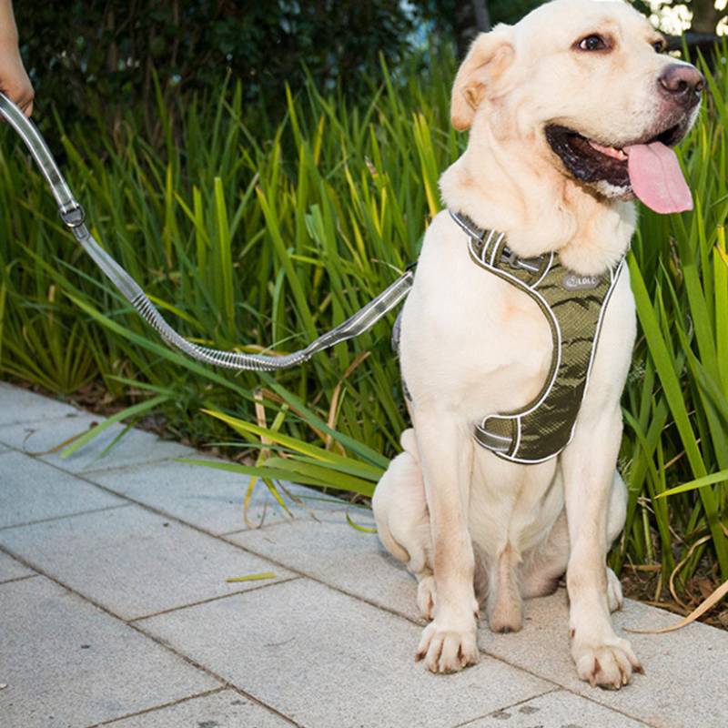 Fluorescent Pet Elastic Retractable Leash Explosion Proof Tool