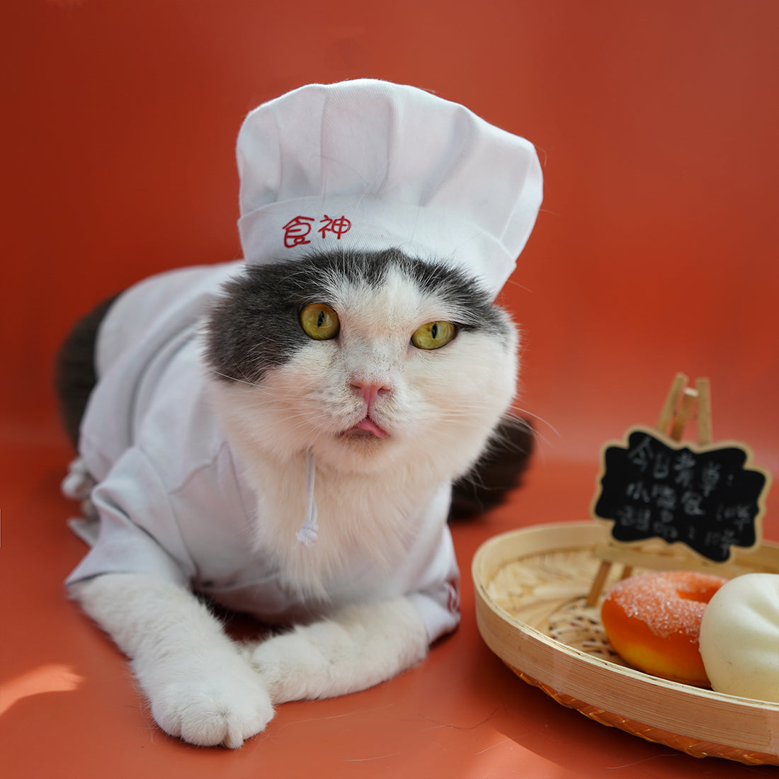 Pet Small Changing Clothes Suit