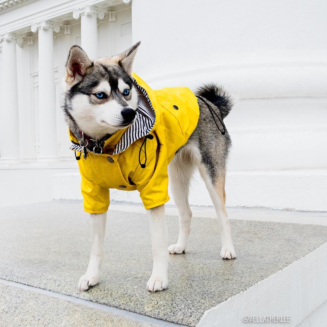 Waterproof Pet Raincoat Durable Protective Clothing