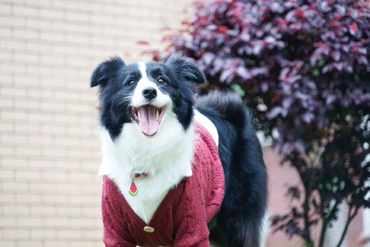 Fake Two Piece Pet Cardigan Large Clothing Sweater