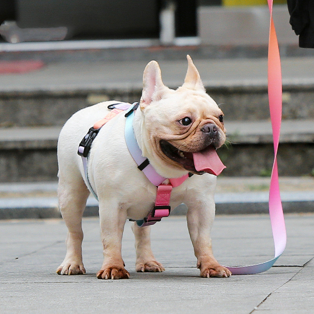 Small Medium Pet Leash Adjustable Durable Walking Rope