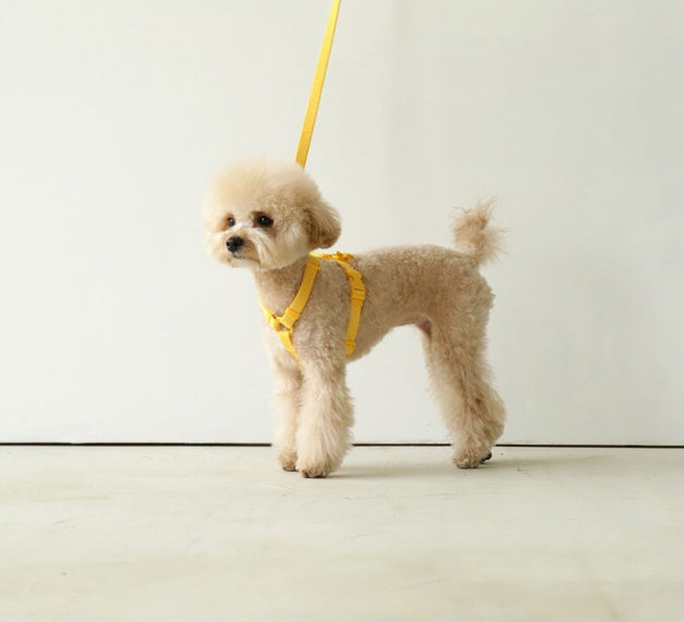 Macaron Style Pet Leash Windproof Durable Control Rope